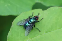 Gymnocheta ruficornis thumbnail 3