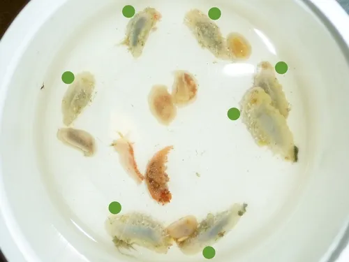 Colga villosa