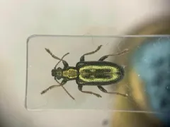 Metallic reed beetle thumbnail 2