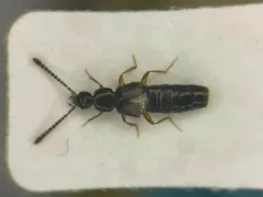 Atheta circulicollis thumbnail 1