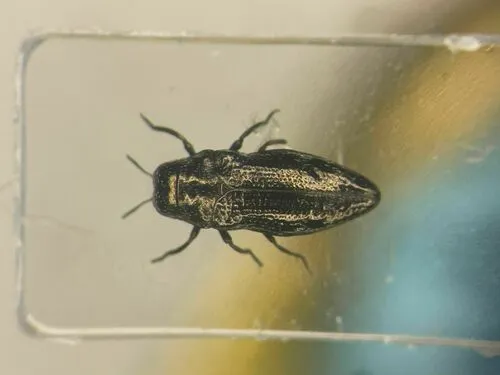 Taphrocerus gracilis