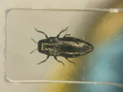 Taphrocerus gracilis thumbnail 1