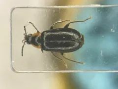 Elodes maculicollis thumbnail 2
