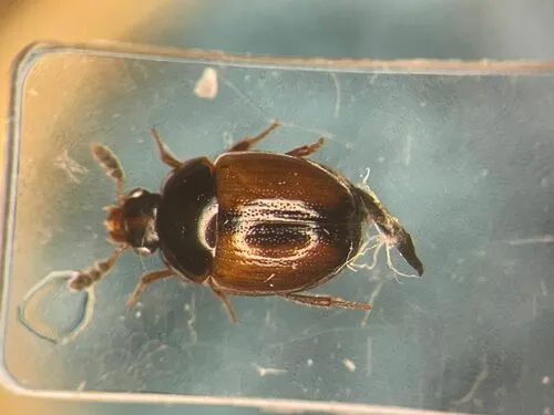 Anisotoma basalis