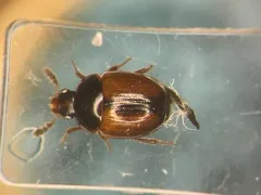 Anisotoma basalis thumbnail 1