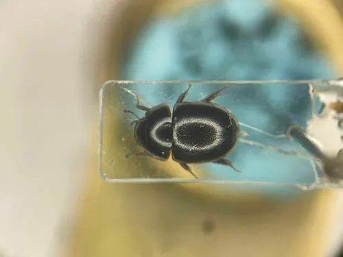 Coelostoma orbiculare