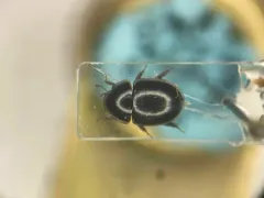 Coelostoma orbiculare thumbnail 1