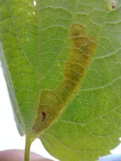 Agromyza pallidiseta thumbnail 4