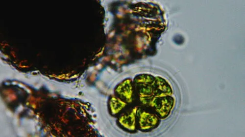 Pandorina morum