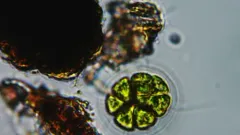 Pandorina morum thumbnail 1