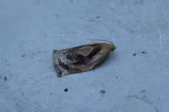 Archips magnoliana thumbnail 2