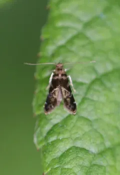 Holophysis emblemella thumbnail 2