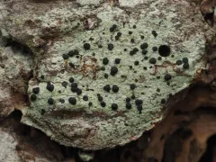 Buellia muriformis thumbnail 3