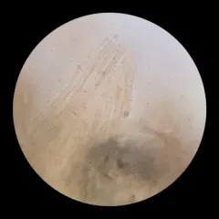 Agaricus kerriganii thumbnail 4