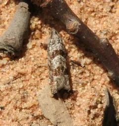 Pseudexentera vaccinii thumbnail 2