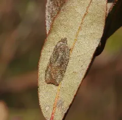 Acleris oxycoccana thumbnail 4