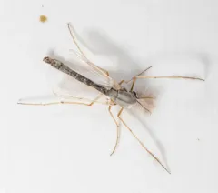 Glyptotendipes barbipes thumbnail 3