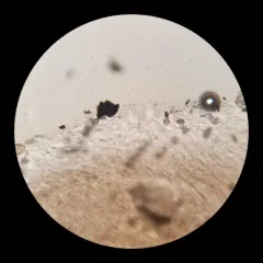 Mycena vulgaris thumbnail 4