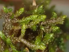 Pseudoleskeella tectorum thumbnail 2