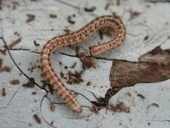Orinisobates expressus thumbnail 3