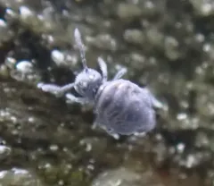 Sminthurinus lawrencei thumbnail 2