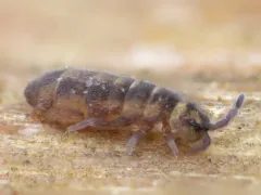 Desoria hoodensis thumbnail 2