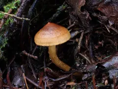 Cortinarius idahoensis thumbnail 4