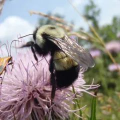 Rusty-patched Bumble Bee thumbnail 3
