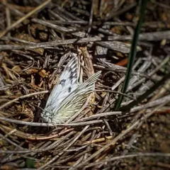 Western White thumbnail 2