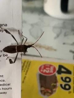Eastern Leaf-footed Bug thumbnail 2