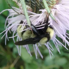 Golden Northern Bumble Bee thumbnail 1