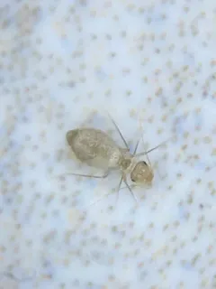 Psyllipsocus ramburii thumbnail 3