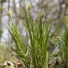 longbeak sedge thumbnail 3