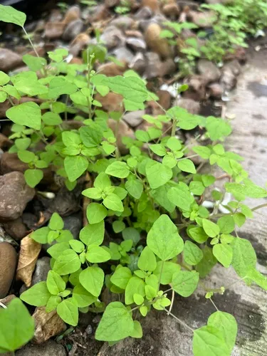 rillita pellitory