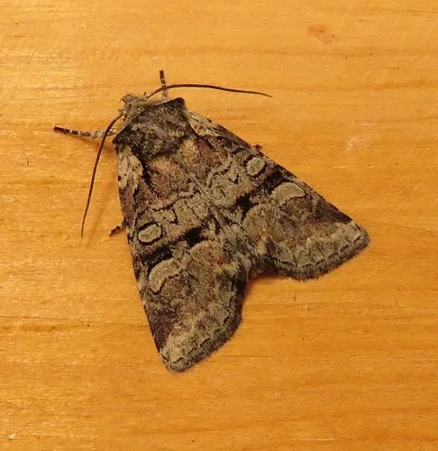 Brachylomia elda