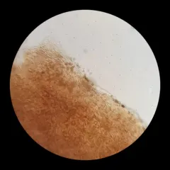 Crassisporium funariophilum thumbnail 4