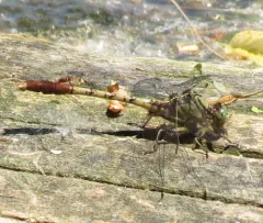 Jade Clubtail thumbnail 3