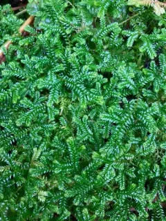 Krauss's clubmoss thumbnail 4
