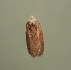 Stained-back Leafroller Moth thumbnail 2