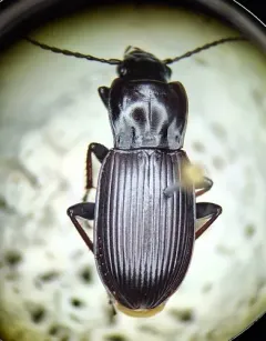 Pterostichus herculaneus thumbnail 4