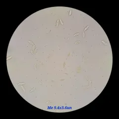 Milky Bonnet thumbnail 4