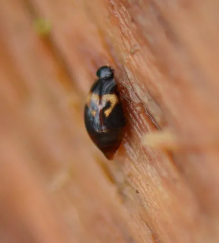 Megarthrus pictus