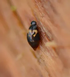 Megarthrus pictus thumbnail 1