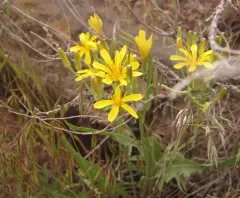 Western Hawksbeard thumbnail 2