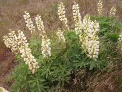 Hairy Bigleaf Lupine thumbnail 4
