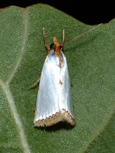 Mother-of-Pearl Moth
