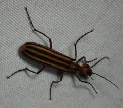 Striped Blister Beetle thumbnail 4