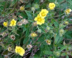 Alpine Cinquefoil thumbnail 4