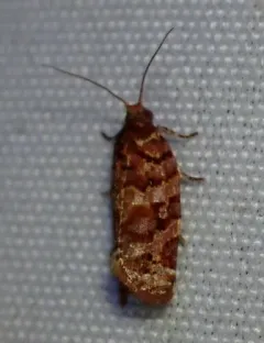 Jack Pine Tube Moth thumbnail 3