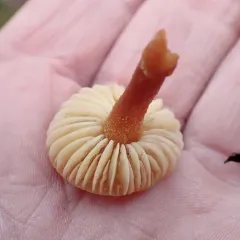 Earthy Powdercap thumbnail 3